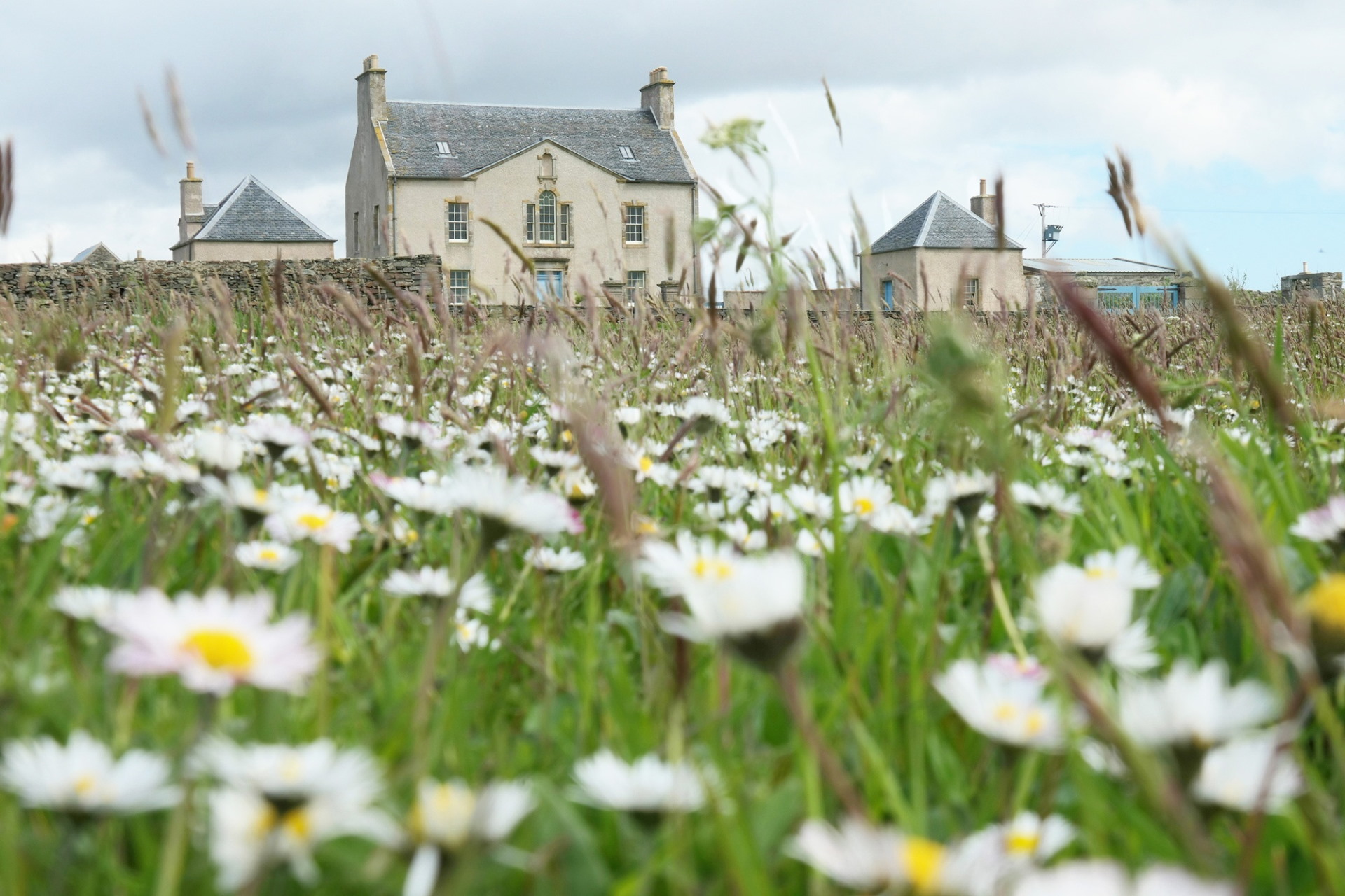 Belmont House Daisies