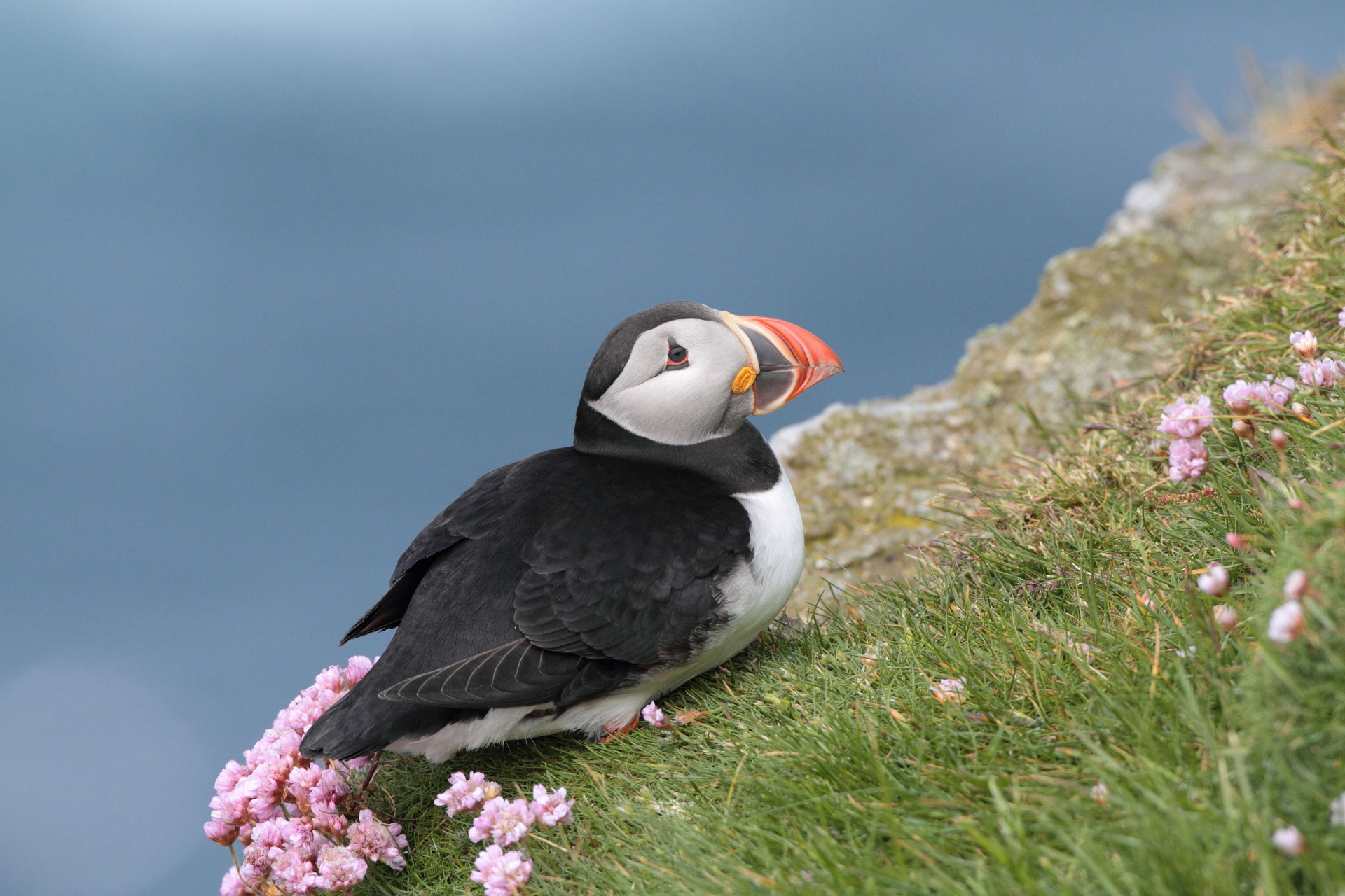 Puffin 2 Robbie Brookes