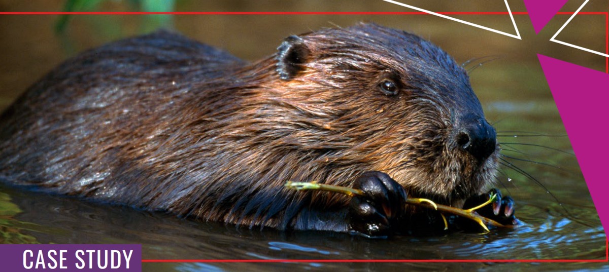 Otter in water holding branch to make its dam
