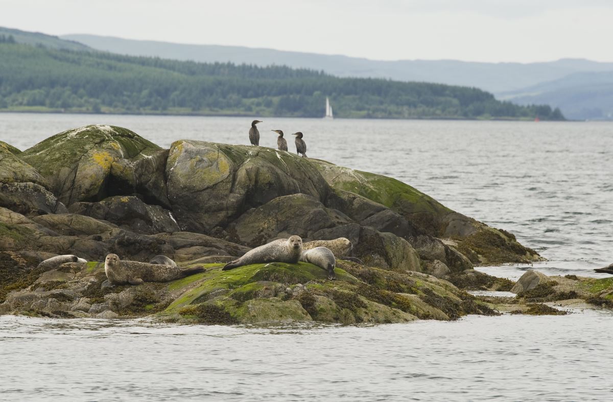 Seals and birds on rocks in the Sound of Mull, Argyll