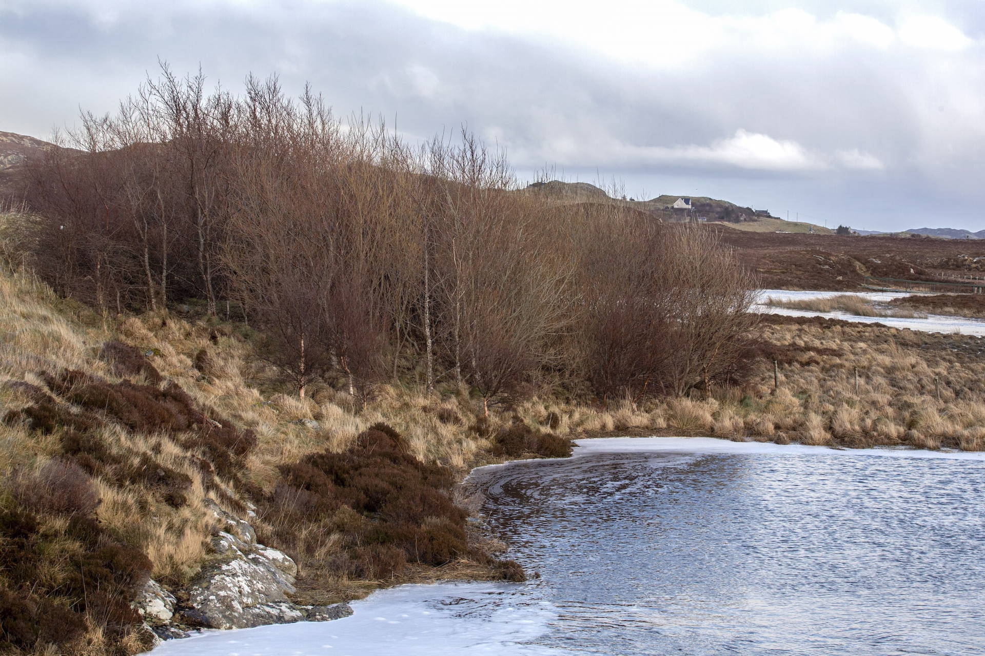 Point & Sandwick Native Trees Increase