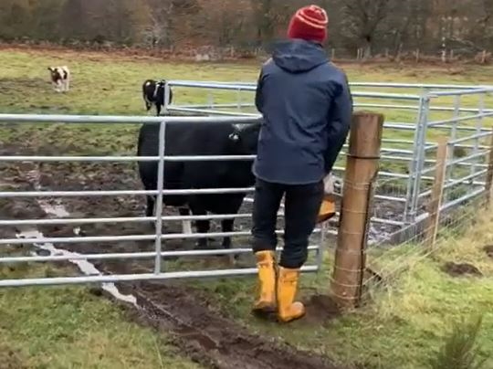 Shieling project, man feeds cow on the croft
