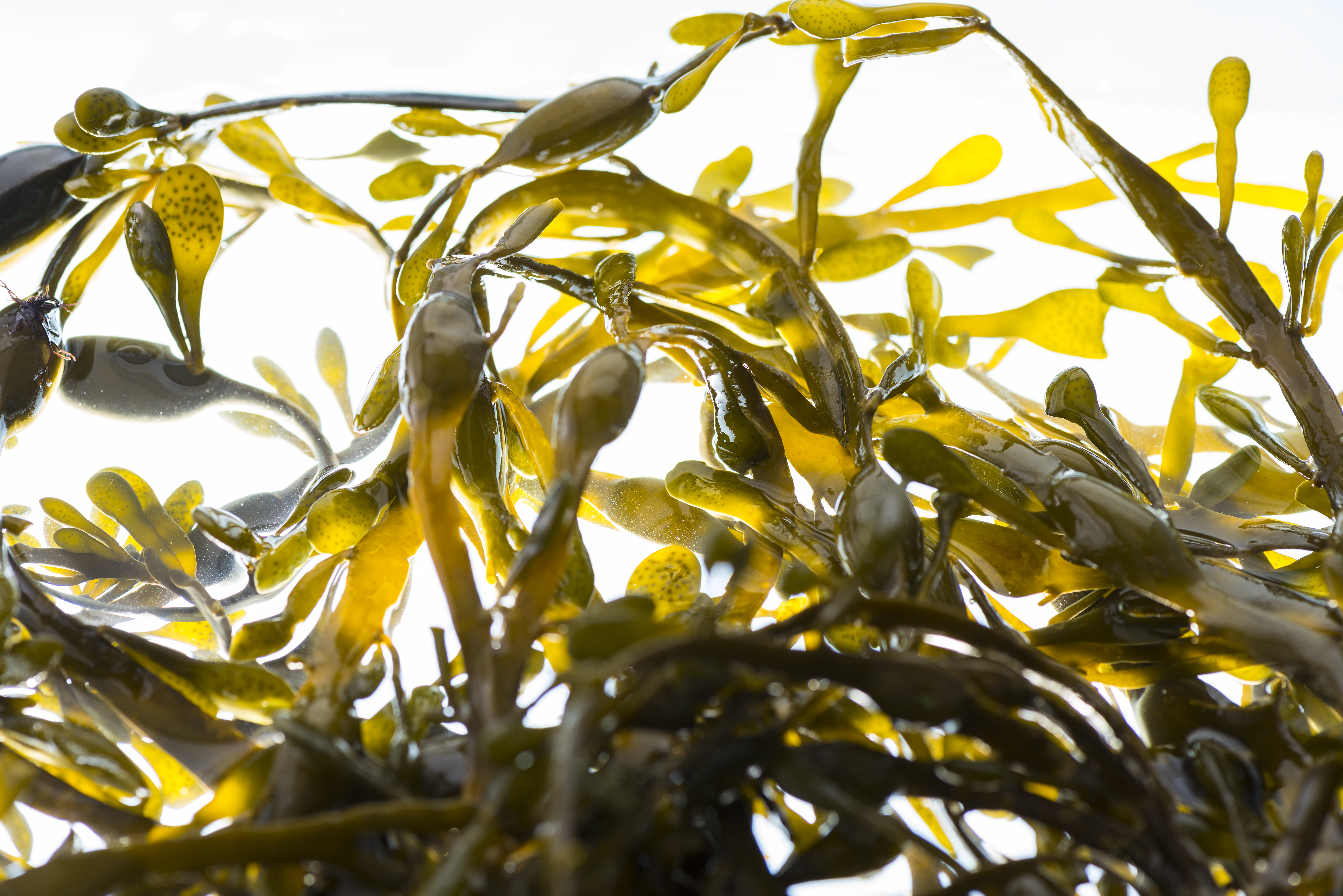 Seaweed 3 Life Science